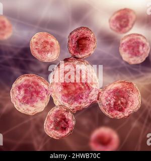 Funghi Paracoccidioides lutzii, illustrazione Foto Stock