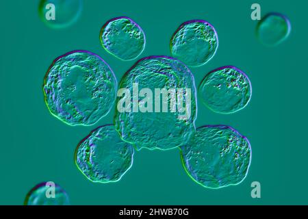 Funghi Paracoccidioides lutzii, illustrazione Foto Stock