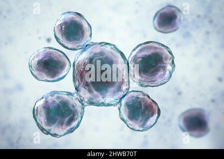 Funghi Paracoccidioides lutzii, illustrazione Foto Stock