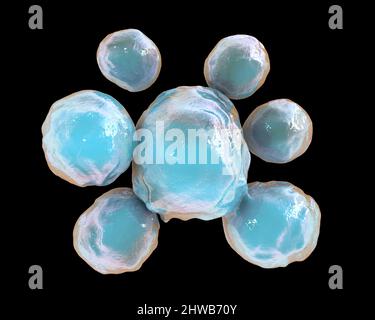 Funghi Paracoccidioides lutzii, illustrazione Foto Stock