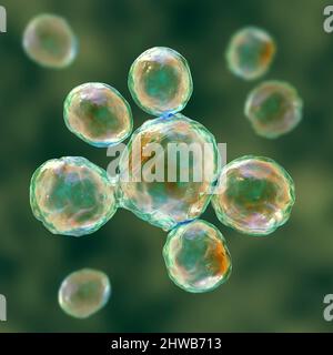 Funghi Paracoccidioides lutzii, illustrazione Foto Stock