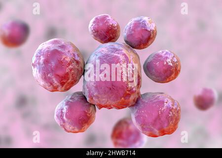 Funghi Paracoccidioides lutzii, illustrazione Foto Stock