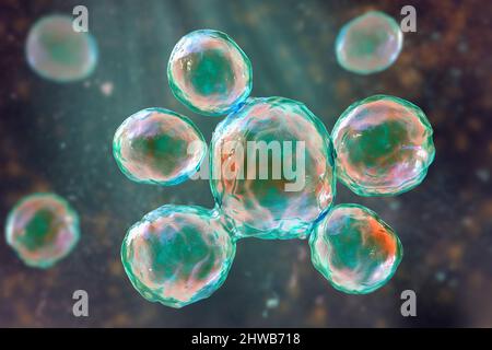 Funghi Paracoccidioides lutzii, illustrazione Foto Stock