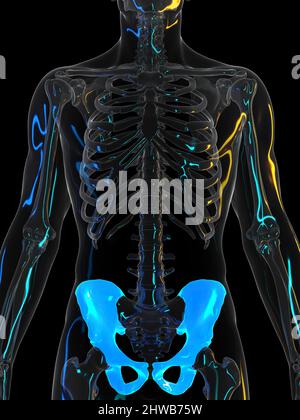 Osso dell'anca, illustrazione Foto Stock