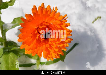 Marigold sotto la neve in Bretagna Foto Stock