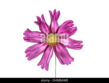 testa di fiore color porpora, rosa cosmo isolata su sfondo bianco Foto Stock