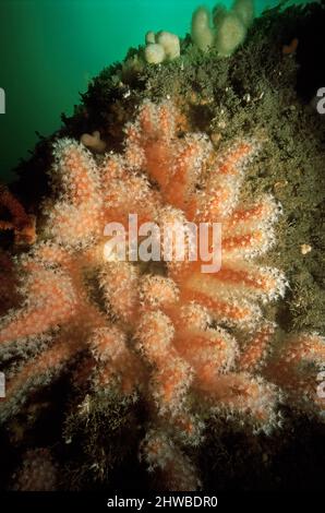 Dita rosse del mare (Alcyonium glomeratum) su una parete rocciosa, canale Ilands, canale inglese. Foto Stock