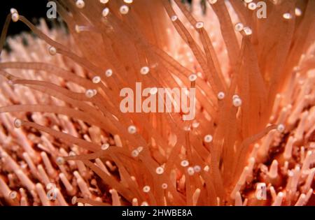 Riccio di mare comune o commestibile (Echinus esculentus) primo piano di piedi tubo, Regno Unito. Foto Stock