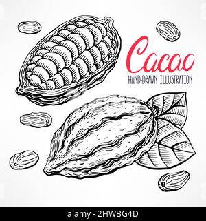 disegni cacao fagioli, frutta e foglie. illustrazione disegnata a mano Illustrazione Vettoriale