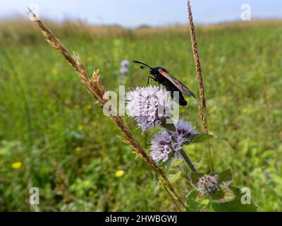 Sei spot burnett Moth (Zygaena filipendulae) nectaring su acqua menta (Mentha aquatica) fiori in spiaggia dune slack, Kenfig NNR, Glamorgan, Galles Foto Stock