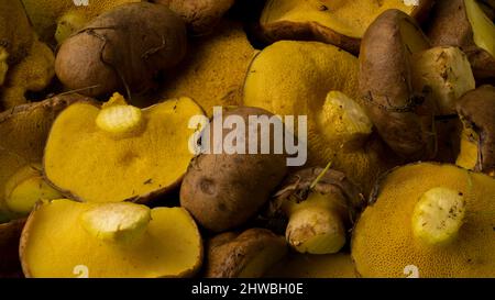 Gruppo di funghi freschi (Suillus granulatus) appena raccolti nel bosco Foto Stock