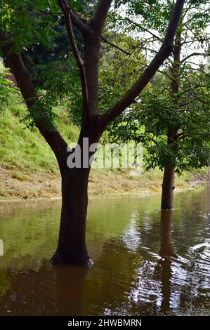 Parco allagato a Windsor, nella zona ovest di Sydney Foto Stock