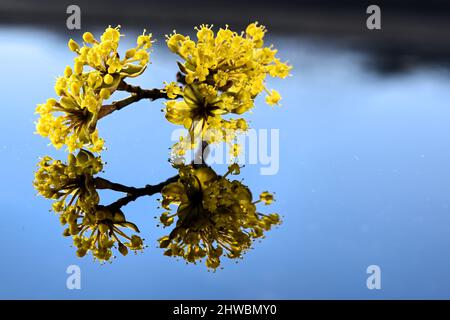 Tettnang, Germania. 05th Mar 2022. Un ramo della ciliegia di mais si riflette nel sole primaverile sul tetto di un'auto. Le singole fioriture sono ancora solo pochi millimetri di dimensione. Credit: Felix Kästle/dpa/Alamy Live News Foto Stock