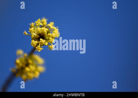 Tettnang, Germania. 05th Mar 2022. Le prime fioriture della ciliegia di mais appaiono nel sole primaverile nel giardino del castello. Le singole fioriture sono ancora solo pochi millimetri di dimensione. Credit: Felix Kästle/dpa/Alamy Live News Foto Stock