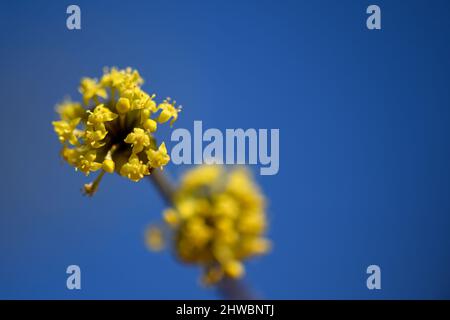 Tettnang, Germania. 05th Mar 2022. Le prime fioriture della ciliegia di mais appaiono nel sole primaverile nel giardino del castello. Le singole fioriture sono ancora solo pochi millimetri di dimensione. Credit: Felix Kästle/dpa/Alamy Live News Foto Stock