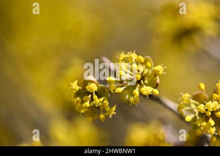 Tettnang, Germania. 05th Mar 2022. Le prime fioriture della ciliegia di mais appaiono nel sole primaverile nel giardino del castello. Le singole fioriture sono ancora solo pochi millimetri di dimensione. Credit: Felix Kästle/dpa/Alamy Live News Foto Stock