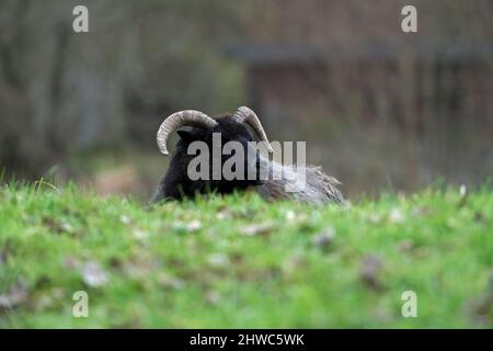 Pecore Ebridei-ovis aries. Foto Stock