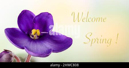 Primo piano di un fiore viola africano con sfondo colorato e testo di Benvenuto Primavera Foto Stock