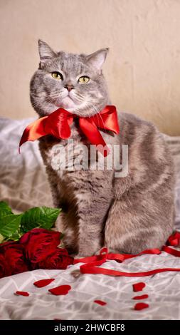 Romantico San Valentino con un animale domestico, un gatto scozzese grigio diritto britannico, a letto con calendario. Il romanticismo di una sola donna il 14 febbraio Foto Stock