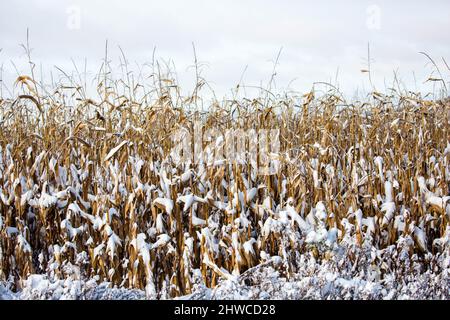 Wisconsin campo di mais coperto di neve nel mese di dicembre, orizzontale Foto Stock