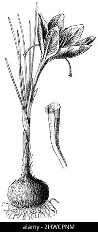 Zafferano Plante en fleur ; à droite, un des trois stigmates qui fournissent l'épice safranée, Crocus sativus, (libro di botanica, ca. 1900), Safran Blühende Prflanze; rechts eine der drei Narben, die das Safrangewürz liefern, crocus cultivé, crocus à safran, Safran cultivé Plante en fleur; à droite, un des trois stigmates qui fournissent l'épice safranée Foto Stock