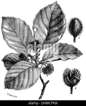 Faggio Rameau en fleurs, a inflorescence Mâle, b inflorescence femelle, c coupé de fruit fermée, d coupé de fruit ouverte, Fagus sylvatica, Tegetmeyer, Ferdinand (1844-1912) (Holzstecher, Holzschneider) (libro di botanica, circa 1900), Buche Blühender Zweig, a männlicher, b weiblicher Blütenstand, c Geschlossener, d geöffneter Fruchtbecher., hêtre Rameau en fleurs, a inflorescence Mâle, b inflorescence femelle, c coupé de fruit fermée, d coupé de fruit ouverte Foto Stock