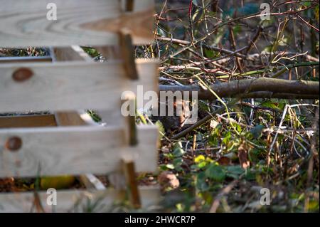 Un ratto marrone selvaggio ( Rattus norvegicus ) accanto ad un poster in legno nel giardino Foto Stock