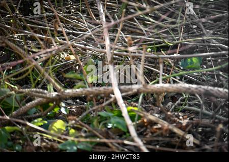 Un ratto marrone (Rattus norvegicus) che si nasconde nei cespugli Foto Stock