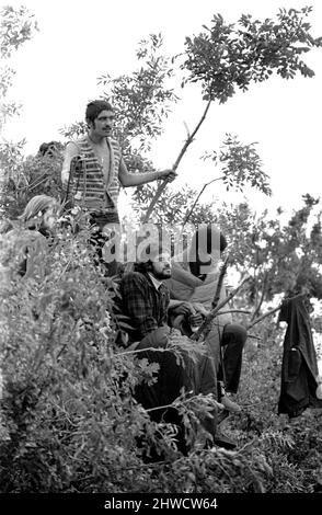 Appassionati di musica che guardano da un albero al Festival del Pop dell'Isola di Wight 30th agosto 1969. Foto Stock