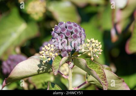 Bacche viola mature di edera comune Foto Stock