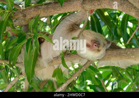 Hoffmann's due-toed sloth (Choloepus hoffmanni), madre e bambino che dormono nel Parco Nazionale Manuel Antonio, provincia di Puntarenas, Quepos, Costa Rica Foto Stock