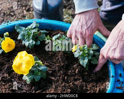 Donna che pianta le panties gialle del giardino (Viola x wittrockiana) in una pentola blu. Foto Stock