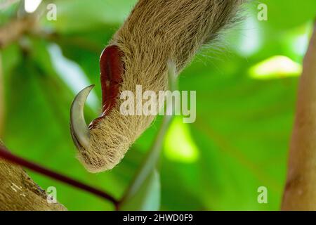 Primo piano dei piedi di un pendio a due punte di Hoffmann (Choloepus hoffmanni), Parco Nazionale Manuel Antonio, Provincia di Puntarenas, Quepos, Costa Rica Foto Stock