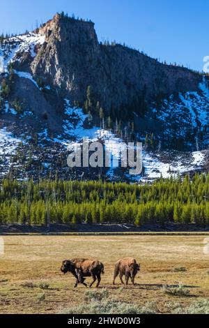 American Bison, Bison Bison, parte di un allevamento lungo il fiume Madison, Yellowstone National Park, Wyoming, USA Foto Stock