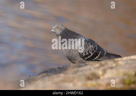 Primo piano immagine di un piccione domestico grigio con un occhio arancione luminoso seduto su una terra marrone vicino a un fiume in una soleggiata giornata invernale. Sfondo blu. Foto Stock