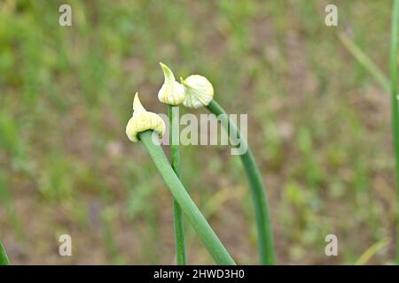 primo piano il mazzo di cipolle verdi mature piante con semi che crescono in azienda su sfondo verde marrone fuori fuoco. Foto Stock