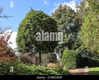 L'Olocausto Memorial Peace Tree sul bordo del Giardino Inglese in Mount Edgcumbe Park Cornovaglia 2022. La quercia sempreverde è stata piantata il 27t gennaio Foto Stock