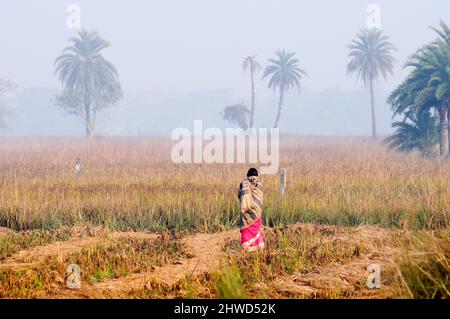 HOWRAH, BENGALA OCCIDENTALE / INDIA - DICEMBRE 15th 2013 : Donna rurale indiana non identificata che indossa Sari in piedi nella nebbia della mattina d'inverno. Essi prendono attivo p Foto Stock