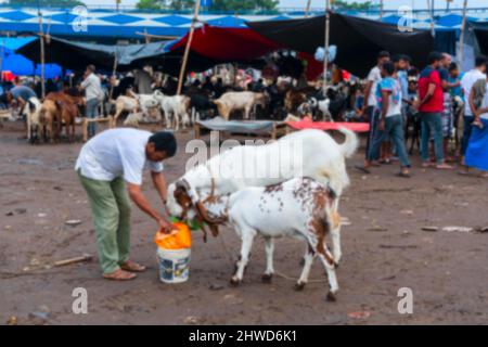 Immagine sfocata del venditore di capra che alimenta le capre che sono vendute sul mercato durante 'Eid al-Adha' o Eid Qurban o 'Festival del sacrificio'. Foto Stock