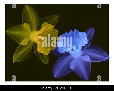 L'anima della primavera. Due fiori semi trasparenti di daffodil, in giallo e uno in blu su sfondo nero con bordo. Foto Stock
