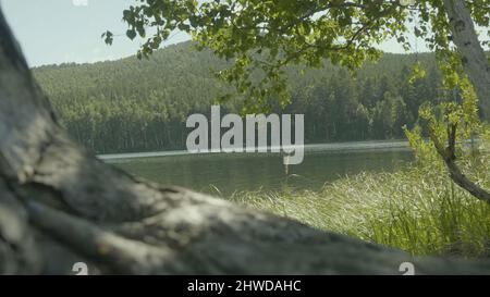 Splendida vista attraverso i grandi alberi verdi su un lago fuori dalla città. Foto Stock