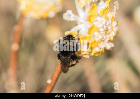 Bomble-ape precoce (Bombus sp.) che si nutrono di Edgeworthia chrysantha Foto Stock