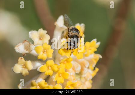 Drone Fly (Eristalis tenax) Foto Stock