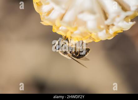 Drone Fly (Eristalis tenax) Foto Stock
