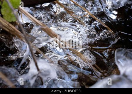 Le ciclicine si formarono su piante in acque torrentee in primo piano Foto Stock