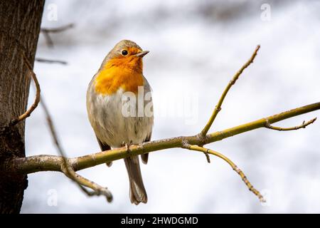 Il pettirosso o melograno Nightingale è una specie di uccello della famiglia dei Psaccini. Erithacus rubecula Foto Stock