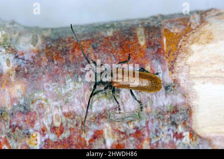 Beetle Anisarthron (Cerambycidae - Longhorn beetle) sul ramo. Foto Stock