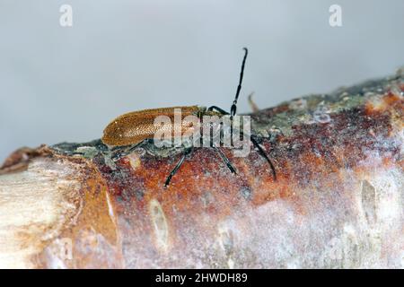 Beetle Anisarthron (Cerambycidae - Longhorn beetle) sul ramo. Foto Stock