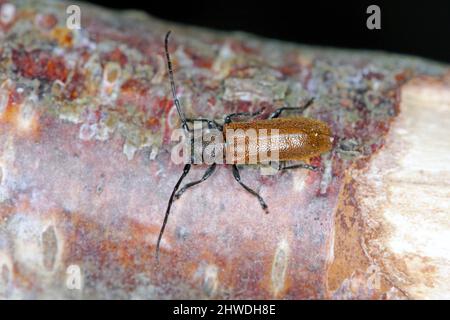 Beetle Anisarthron (Cerambycidae - Longhorn beetle) sul ramo. Foto Stock