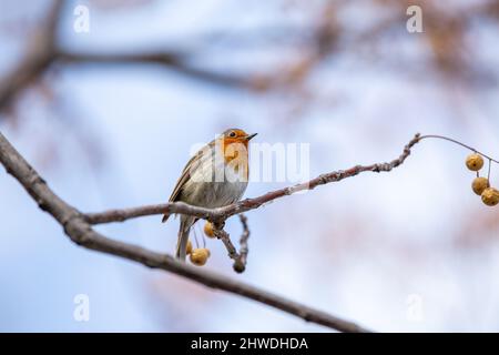 Il pettirosso o melograno Nightingale è una specie di uccello della famiglia dei Psaccini. Erithacus rubecula Foto Stock